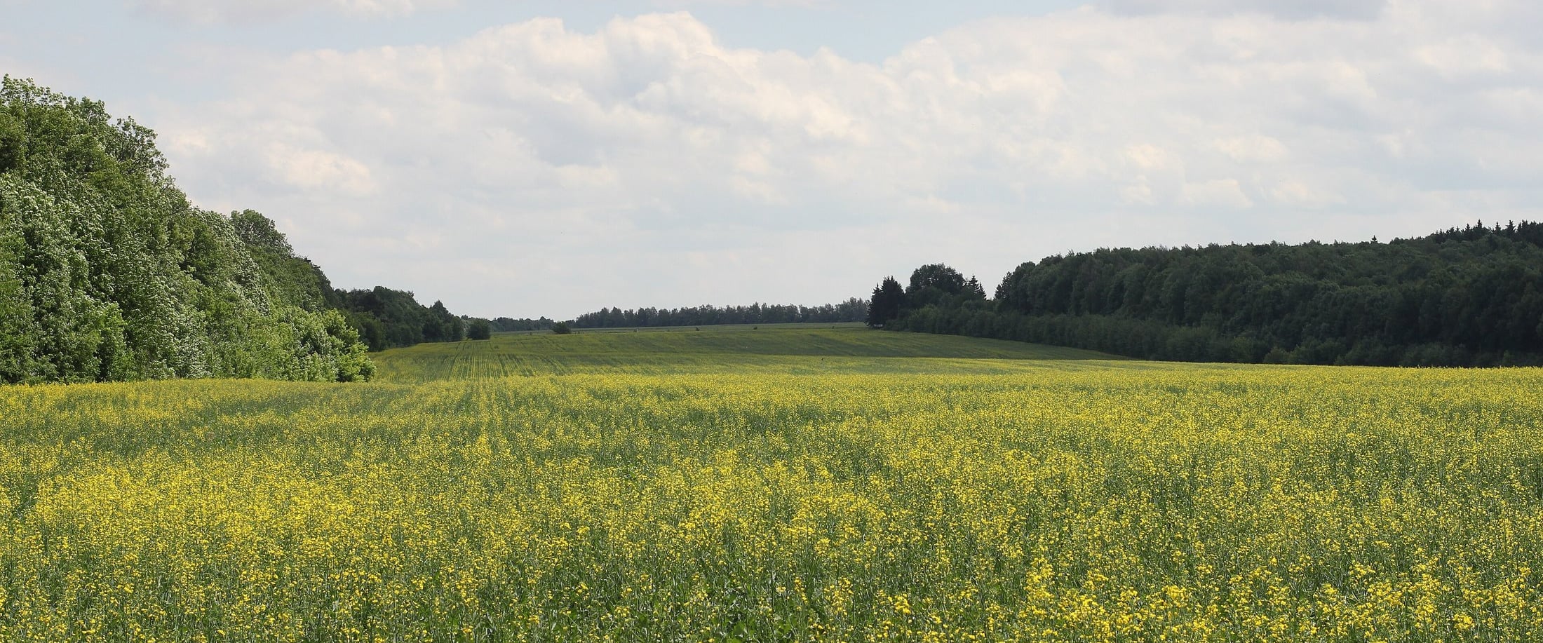 Kwitnące pole rzepaku przy ścianie lasu